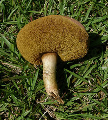 Boletus patrioticus