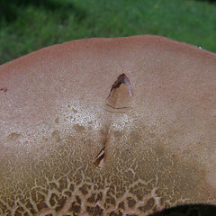 Boletus patrioticus