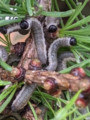 Pristiphora erichsonii