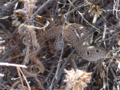 Aspidoscelis tigris tigris