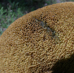 Boletus patrioticus
