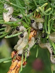 Pristiphora erichsonii