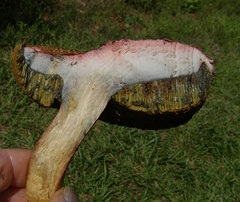 Boletus patrioticus