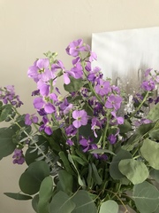 Matthiola