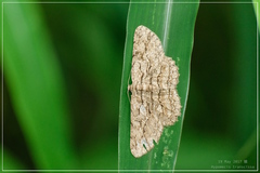 Hypomecis transcissa