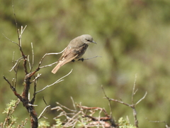 Cnemarchus rufipennis