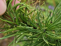 Pristiphora erichsonii