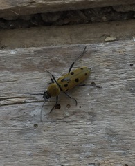 Chlorophorus glabromaculatus