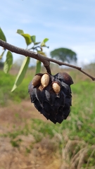 Annona palmeri