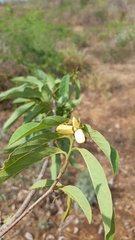 Annona palmeri