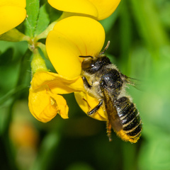 Megachile
