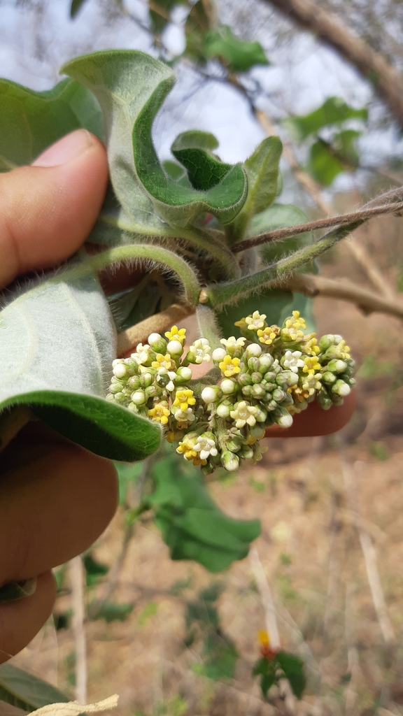 Ruehssia lanata