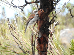 Ochthoeca leucophrys