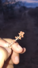 Disciphania mexicana