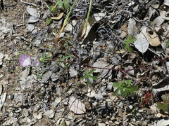 Sidalcea diploscypha