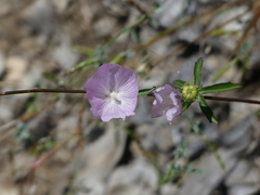 Sidalcea diploscypha