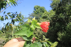 Abutilon insigne