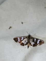 Desmia bajulalis