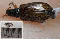 Phyllobius oblongus
