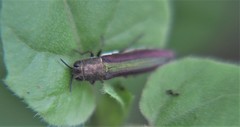 Agrilus rubrovittatus