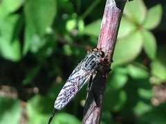 Neoitamus flavofemoratus