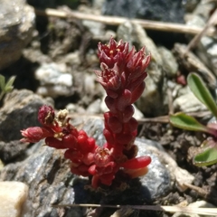 Sedum atratum