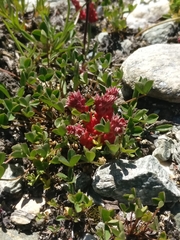Sedum atratum