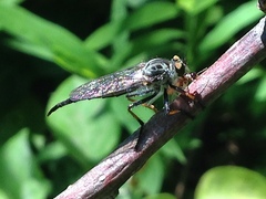 Neoitamus flavofemoratus