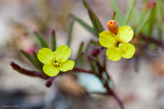 Camissonia strigulosa