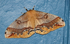Arsenura polyodonta