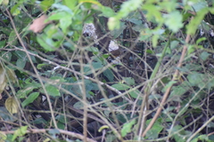 Cantorchilus guarayanus