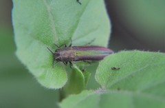 Agrilus rubrovittatus
