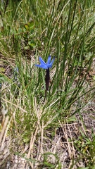 Gentiana brachyphylla