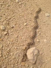 Heterodon nasicus