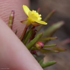 Camissonia strigulosa