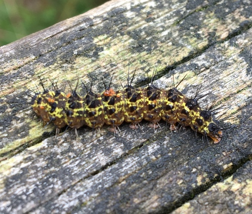 Scarlet-winged Lichen Moth