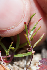 Camissonia strigulosa