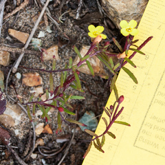 Camissonia strigulosa
