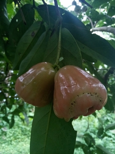 Image of Syzygium samarangense by no rights reserved