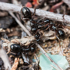 Formica lasioides