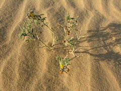 Crotalaria saharae image