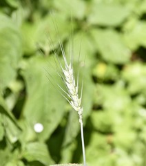 Triticum aestivum