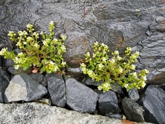 Cochlearia groenlandica