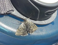 Metaxmeste phrygialis