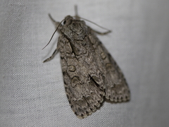 Acronicta laetifica