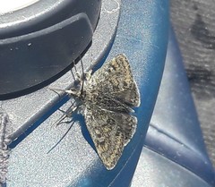 Metaxmeste phrygialis