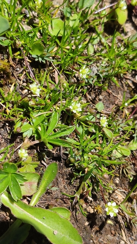 Sagina saginoides iNat (3)