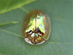 Charidotella succinea