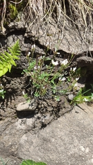 Cardamine resedifolia