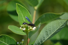 Isodontia auripes